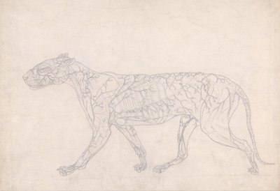 A Comparative Anatomical Exposition of the Structure of the Human Body with That of a Tiger and a Cow by George Stubbs